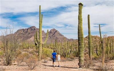 Touristen in der Sonora Wüste